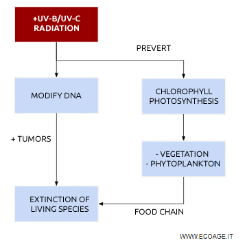 The consequences of excessive UV radiation